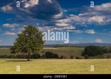 Lone Tree entlang der Straße D90 [Route Departementale 90] von Lorquin nach Hattigny Grand Est im Nordosten Frankreichs. Stockfoto