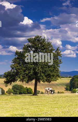 Lone Tree entlang der Straße D90 [Route Departementale 90] von Lorquin nach Hattigny Grand Est im Nordosten Frankreichs. Stockfoto