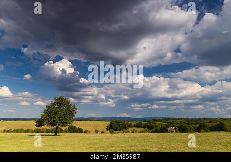 Lone Tree entlang der Straße D90 [Route Departementale 90] von Lorquin nach Hattigny Grand Est im Nordosten Frankreichs. Stockfoto