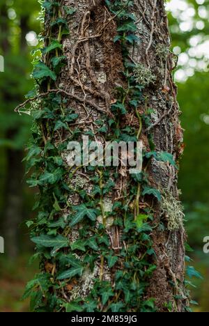 Detail grüne Kletterpflanze, vertikal auf Baumstamm im Wald gewickelt Stockfoto