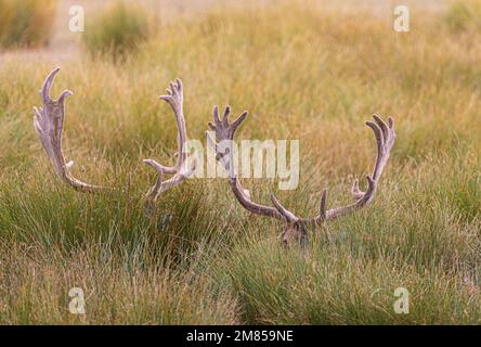 Das Rotwild (Cervus elaphus) ist eine der größten Hirscharten. Ein männliches Rotwild wird Hirsch oder hart genannt, und ein Weibchen wird Hintern genannt. Der rote Reh Stockfoto