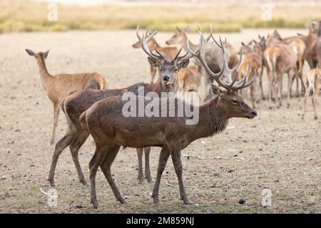 Das Rotwild (Cervus elaphus) ist eine der größten Hirscharten. Ein männliches Rotwild wird Hirsch oder hart genannt, und ein Weibchen wird Hintern genannt. Der rote Reh Stockfoto