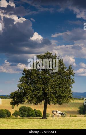 Lone Tree entlang der Straße D90 [Route Departementale 90] von Lorquin nach Hattigny Grand Est im Nordosten Frankreichs. Stockfoto