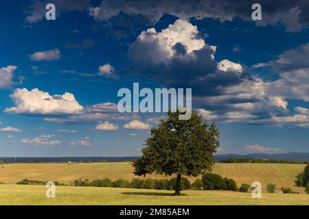 Lone Tree entlang der Straße D90 [Route Departementale 90] von Lorquin nach Hattigny Grand Est im Nordosten Frankreichs. Stockfoto