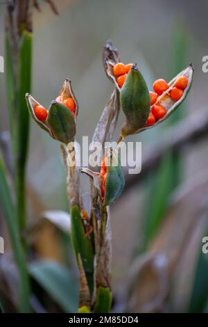 Pflanze, Iris foetidissima Stockfoto