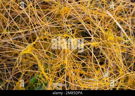 Fabrik, Cuscuta campestris Yunck Stockfoto