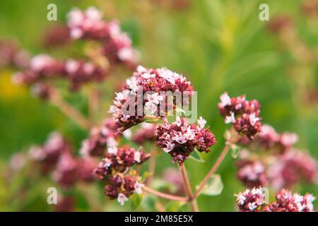 Eine Nahaufnahme von Oregano, die in einem Garten unter Sonnenlicht mit einem verschwommenen Hintergrund wächst Stockfoto
