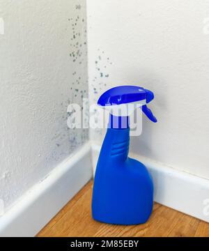 Anti-Schimmel-Spray zum Entfernen von Schimmel. Stockfoto
