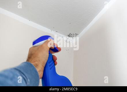 Anti-Schimmel-Spray in der Ecke mit der Decke zum Entfernen von Schimmel. Stockfoto
