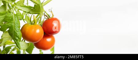 Tomaten aus Samen wachsen lassen, Schritt für Schritt. Schritt 13 – reife Tomaten Stockfoto