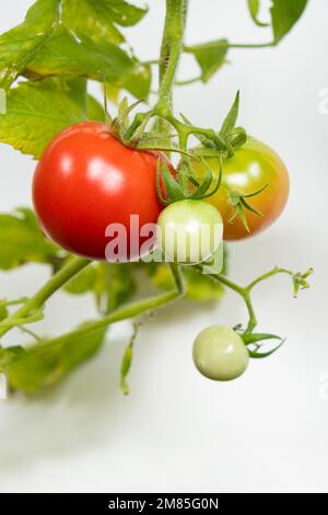 Tomaten aus Samen wachsen lassen, Schritt für Schritt. Schritt 13 – reife Tomaten Stockfoto