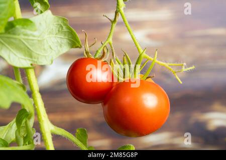 Reife Kirschtomaten auf einem Ast auf Holzhintergrund. Tomaten zu Hause anbauen Stockfoto