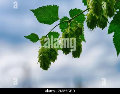 Nahaufnahme eines Zweigs mit Hopfen-Zapfen (Humulus lupulus) vor einem blauen Himmel Stockfoto
