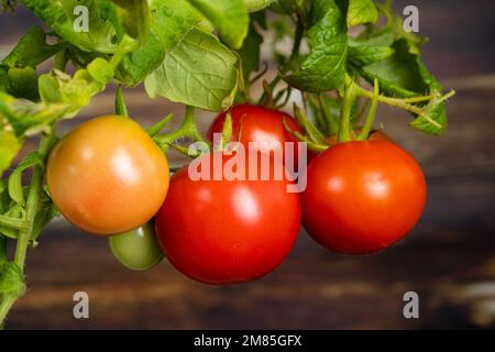Tomaten aus Samen wachsen lassen, Schritt für Schritt. Schritt 13 – reife Tomaten Stockfoto