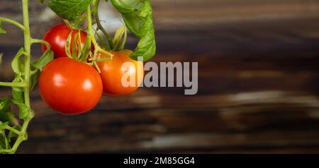 Reife Kirschtomaten auf einem Ast auf Holzhintergrund. Tomaten zu Hause anbauen. Stockfoto