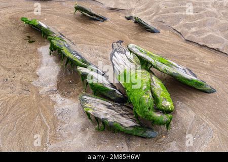 Nahaufnahme von verstreuten, verrottenden Holzarten aus einem Pollaca Brigg aus dem 18. Jahrhundert, begraben von Sand mit Holzmaserung und Seegras. Stockfoto