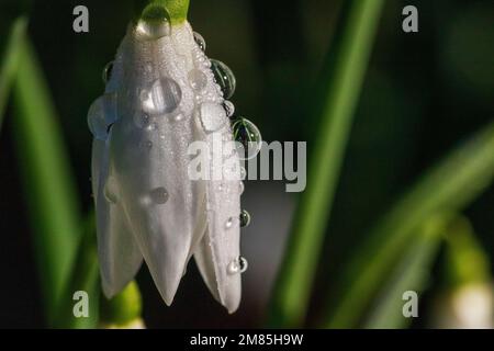 Detailliertes Bild eines einzelnen Schneefelds (Galanthus nivalis) im Januar Sonnenschein mit Tröpfchen aus Schmelzfrost. Großer Torrington, Devon, England. Stockfoto