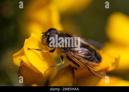 Makro, Head on Detail einer Drohnen-Hover-Fliege (Eristalis tenax), die an einem hellen Frühlingstag auf einer Gorse-Blume (Ulex europaeus) ruht. Stockfoto