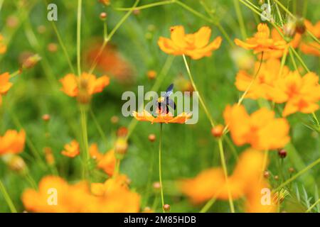 Nahaufnahme einer Biene am Nektar der Cosmos-Sulfureus-Blume Stockfoto
