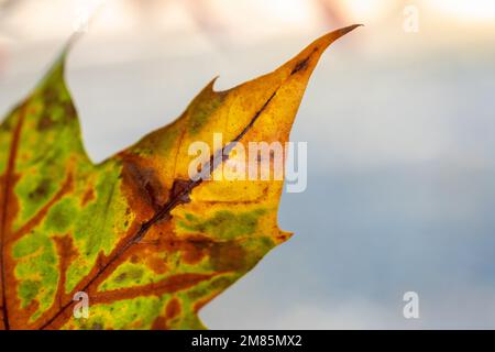 Ein flacher Fokus eines alten Leaves mit unscharfem Hintergrund Stockfoto