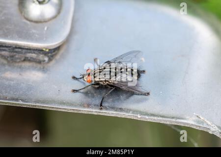 Eine Fleischfliege, Sarcophaga sp. Wahrscheinlich saß Sarcophaga Carnaria auf einem Stück Metall und zeigte deutlich die roten Augen, den gestreiften Brustkorb und die Schachtel Stockfoto