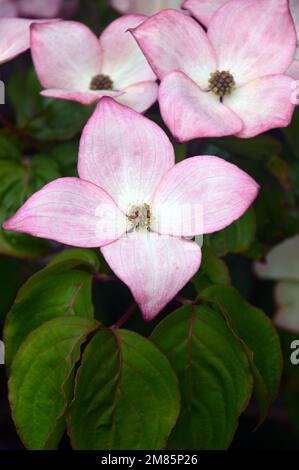 Blassrosa Cornus Kousa „Miss Satomi“ (japanisches Hundeholz) Blumen im RHS Garden Bridgewater, Worsley, Greater Manchester, Großbritannien. Stockfoto