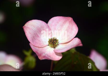 Einzelne blassrosa Cornus Kousa „Miss Satomi“ (japanisches Dogwood)-Blume auf der RHS Garden Bridgewater, Worsley, Greater Manchester, Großbritannien. Stockfoto