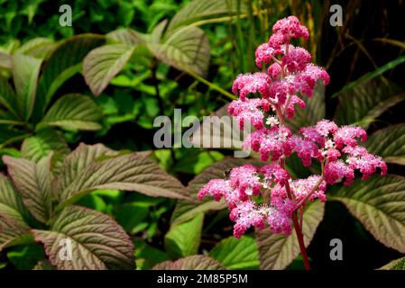 Leuchtend rosafarbene Rodgersia Pinnata „Chocolate Wing“-Blumen im RHS Garden Bridgewater, Worsley, Greater Manchester, Großbritannien. Stockfoto