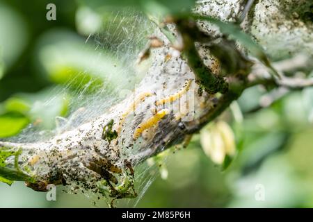 Das Seidengewebsnest der Spindel-Ermine-Motte, Yponomeuta cagnagella, mit der RaupenLava, die darin deutlich sichtbar ist Stockfoto