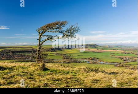 Einsamer, windgepeitschter Baum und herrliche Aussicht auf Windover Hill Wilmington im Süden des Ostens von Sussex im Südosten Englands Stockfoto