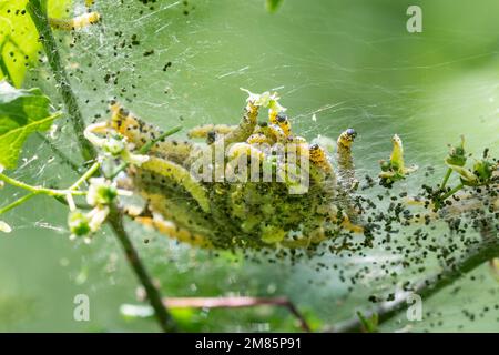 Eine Nahaufnahme einer Spindel-Ermine-Motte, yponomeuta cagnagella, Raupen in ihrem Seidennest, die sich von den Blättern einer Spindel ernähren Stockfoto