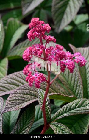 Leuchtend rosafarbene Rodgersia Pinnata „Chocolate Wing“-Blumen im RHS Garden Bridgewater, Worsley, Greater Manchester, Großbritannien. Stockfoto