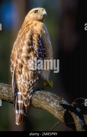 Jugendlicher roter Schulterfalke, hoch oben auf einem flachen Eichenbaum Stockfoto