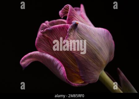 Studioaufnahme einer magentafarbenen Tulpenblume Makro mit großer Schärfentiefe. Stockfoto