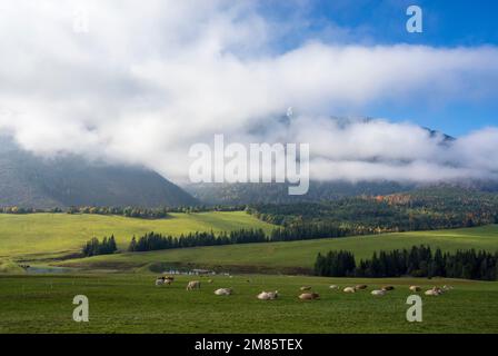 Grüne Wiesen unter den Gipfeln der Belianske Tatras. Region Zdiar, Slowakei. Stockfoto