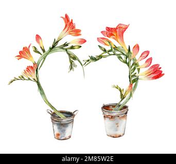 Aquarelle Freesia-Komposition Blumen zur Dekoration, Blumen Frühlingsblüte. Handgezeichnete Blüten mit Aquarell auf einem weißen, isolierten Stockfoto