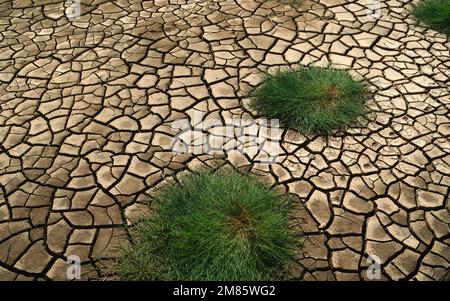 Bei Ebbe riss das Flussbett im Hull mit grünen Graspflücken während der Frühlingssaison in Hull, Großbritannien. Stockfoto