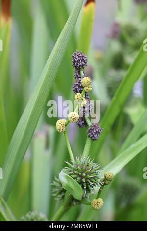 Sparganium erectum, nur bekannt als Einstich-Schilf oder verzweigter Schilf, wilde Wasserpflanze aus Finnland Stockfoto