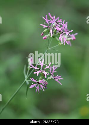 Lychnis flos-culi, auch Silene flos-culi genannt, gemeinhin auch bekannt als Ragged Robin, Wildblume aus Finnland Stockfoto