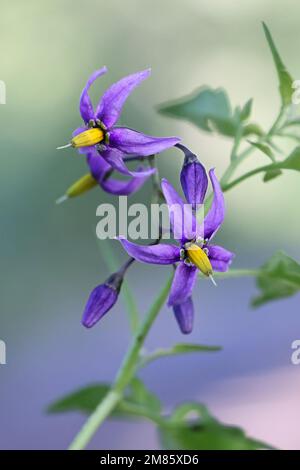 Bittersweet, Solanum dulcamara, auch bekannt als bitter Nightshade, Bittersweet Nightshade oder Blue Binndweed, wilde giftige Pflanze aus Finnland Stockfoto