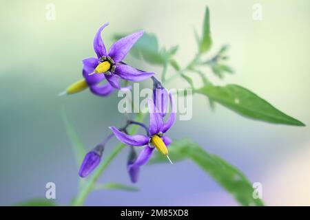 Bittersweet, Solanum dulcamara, auch bekannt als Fellenwort, Felonwood, Poisonberry, Poisonflower oder Snakeberry, wilde giftige Pflanze aus Finnland Stockfoto