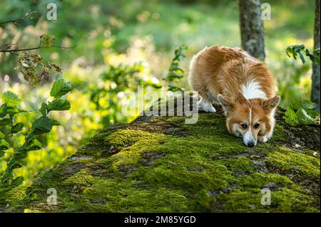 Ein flauschiger pembroke welsh Corgi auf einem großen moosigen Felsen im Wald Stockfoto