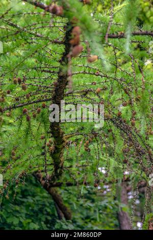 Japanische Lärche. Frische grüne Blätter japanischer Lärche, Larix kaempferi im Sommer. Lärchkonen auf einem Ast. Stockfoto