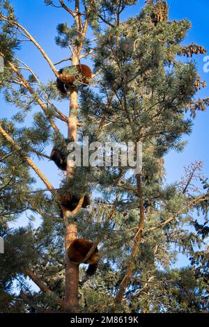 Red Pandas Calgary Zoo Alberta Stockfoto