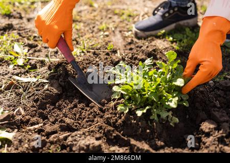 Gärtner Hände Pflanzen und pflücken Gemüse aus Garten. Gärtner in Handschuhen bereitet den Boden für den Sämling vor. Stockfoto