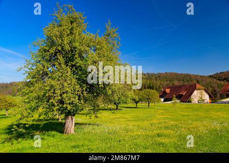 Frühling in Baselbiet, Bubendorf, Schweiz Stockfoto