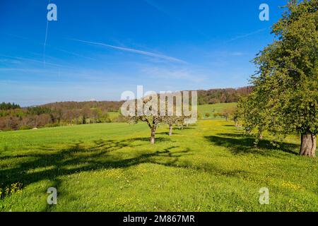 Frühling in Baselbiet, Bubendorf, Schweiz Stockfoto