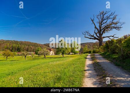 Frühling in Baselbiet, Bubendorf, Schweiz Stockfoto