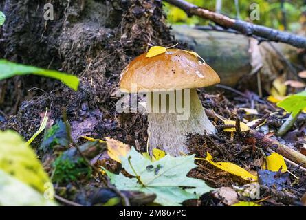 Ein weißer Pilz mit einem starken Bein in einem nassen Wald Stockfoto