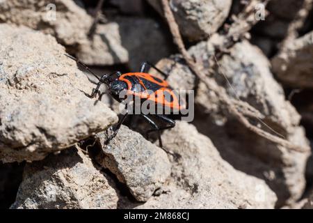 Nahaufnahme eines Feuerwehres (Pyrrhocoris apterus) auf einem Felsen. Stockfoto